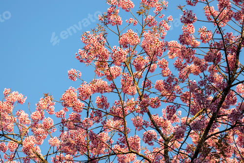 Preview: Closeup of Wild Himalayan Cherry (Prunus cerasoides) or thai sakura flower