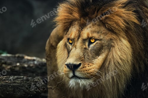 Preview: lion, wilderness, leo