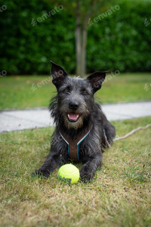Preview: Vertical shot of black Scottish terrier sitting in a park