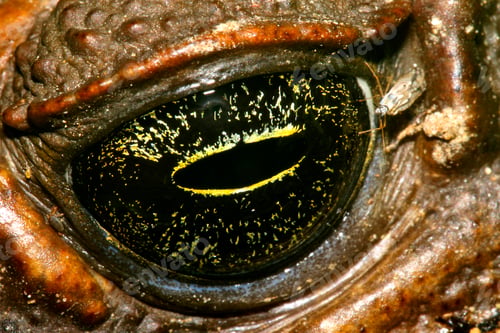 Preview: Tropical Toad Eye, Amazonia
