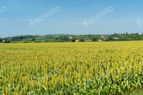 Preview: Summer landscape along the via Emilia
