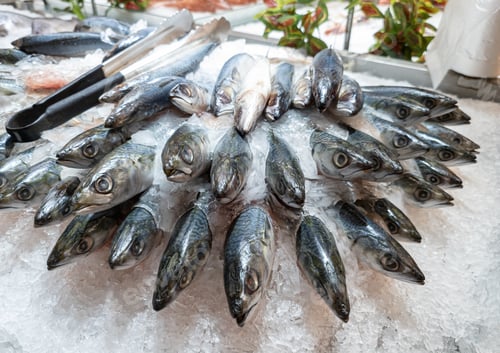 Preview: Mackerel, Saba fish stacked freeze the ice on stall in supermarket