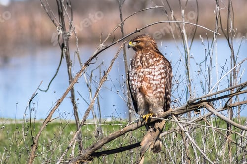 Preview: Red-tailed Hawk perched on a branch