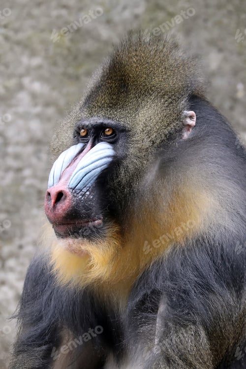 Preview: Male Mandrill