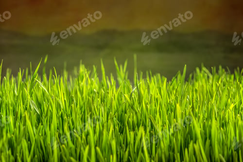 Preview: Green grass