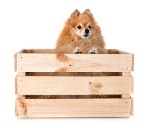 Preview: pomeranian in studio