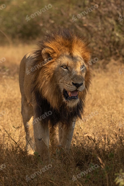 Preview: A male lion, Panthera leo, standing up and panting.