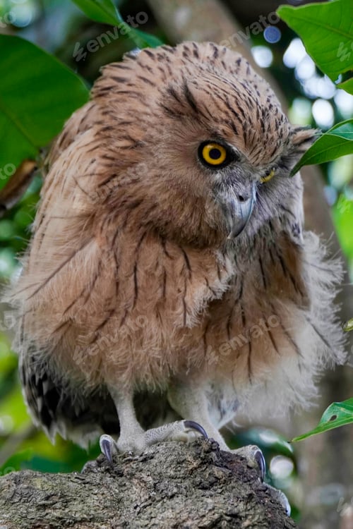 Preview: Buffy Fish Owl (Ketupa ketupu) chick at dawn resting on tree branch