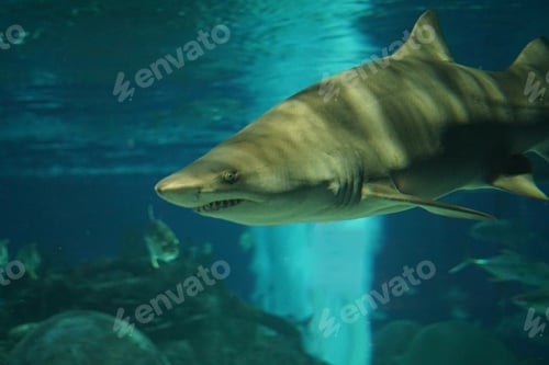 Preview: Closeup of a shark