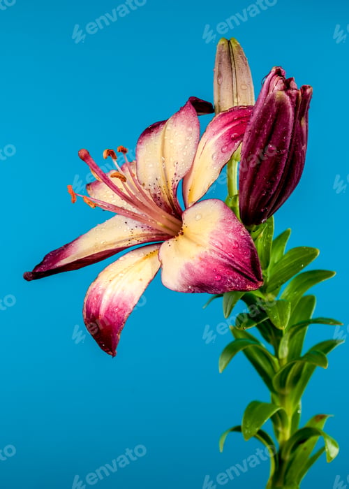 Preview: Blooming orange lollypop lily on a blue background