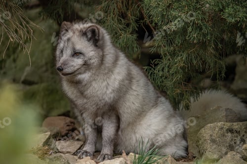 Preview: there is a grey arctic fox sitting on some rocks by the water