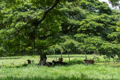 Preview: herd of gyr cows taking shade under a large tree in a grass field on a cattle farm