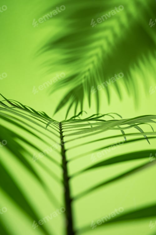 Preview: Green palm leaf with absrtact shadow on green background. Top view