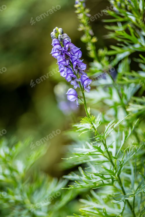 Preview: Closeup of a Chinese aconite flower in a garden
