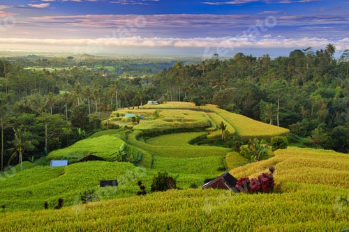Preview: Scenic view of the rice fields in Bali, Indonesia