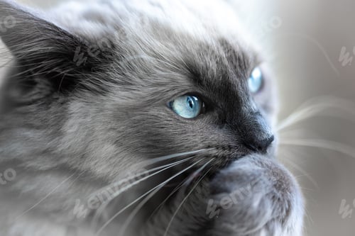 Preview: Closeup of the beautiful Ragdoll cat cleaning itself.