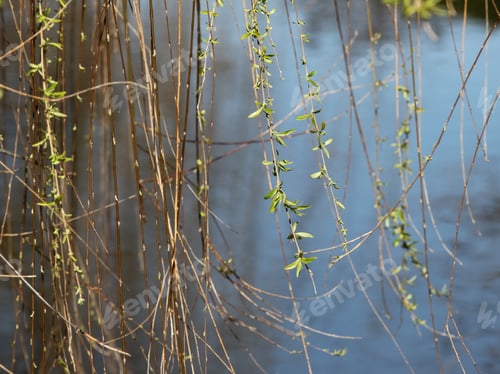 Preview: Spring Growth On Weeping Willow Tree - Photograph Of Spring Growth On A Weeping Willow Tree With A