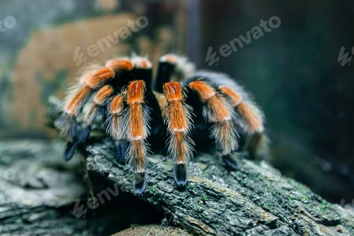 Preview: Spider tarantula