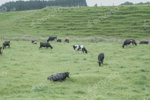 Preview: a bunch of cows in a green field grazing on grass
