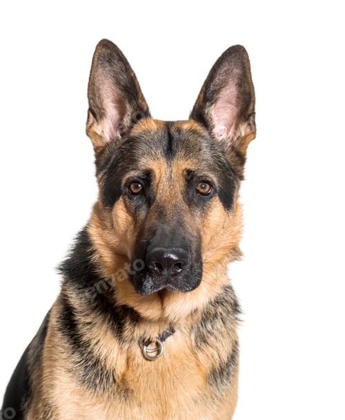 Preview: Close-up of German Shepherd dog, cut out