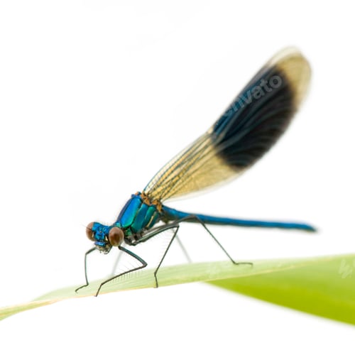 Preview: Banded Demoiselle - Calopteryx splendens