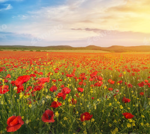 Preview: Meadow of poppies at sunset.