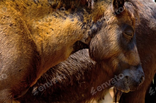 Preview: Brown horse