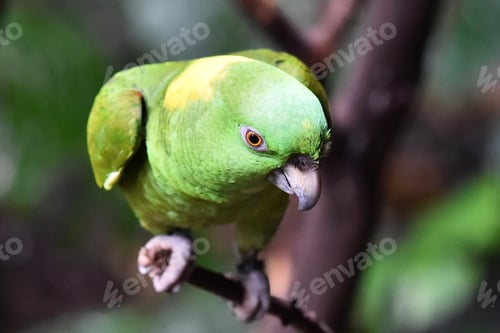 Preview: bird, parrot, Scarlet, Macaw