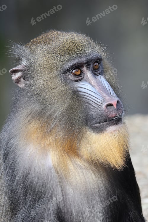 Preview: Close view of Mandrill monkey, Mandrillus sphinx