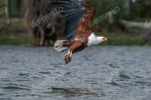 Preview: Majestic eagle soars gracefully through the sky above a vast expanse of glistening water