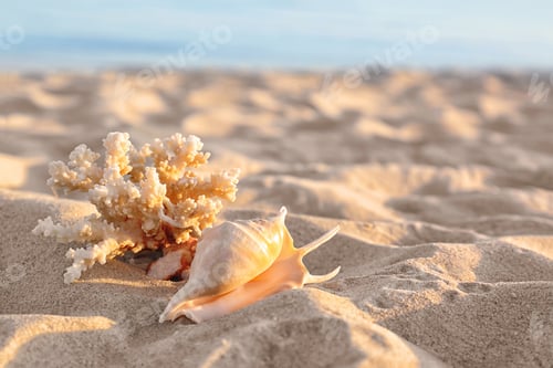 Preview: Sandy beach with beautiful coral and shell near sea on sunny summer day. Space for text