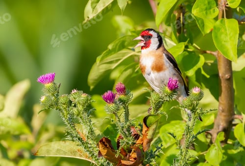 Preview: European goldfinch, Carduelis carduelis. A bird sitting on a thistle and sings
