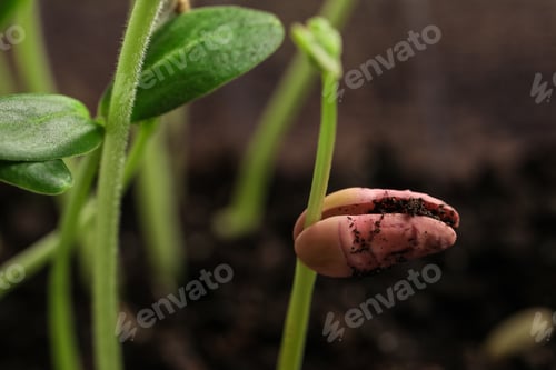 Preview: Little green seedlings growing in soil, closeup view