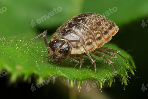 Preview: Macro shot of a pill bug on a green leaf