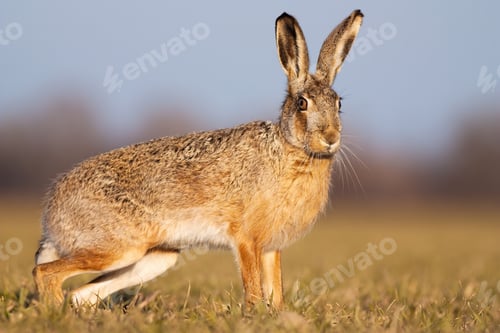 Preview: Cute brown hare standing on a field in spring at sunset