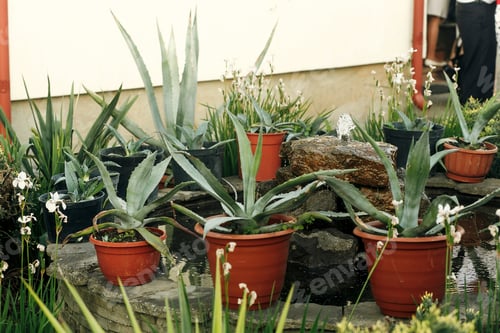 Preview: big succulents in pots at porch of country house with fountain