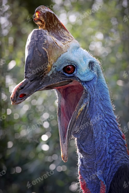 Preview: Southern cassowary (Casuarius casuarius), also known as double-wattled cassowary