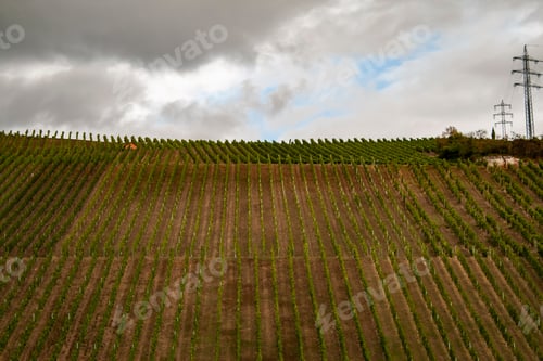 Preview: Vineyards above Esslingen, Baden Wurttemberg, Germany
