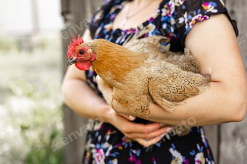 Preview: The farmer hugs a chicken. Woman is hugging a cock in countryside.