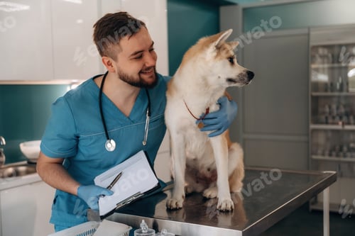 Preview: Holding notepad. Male veterinarian is with Akita Inu dog in clinic