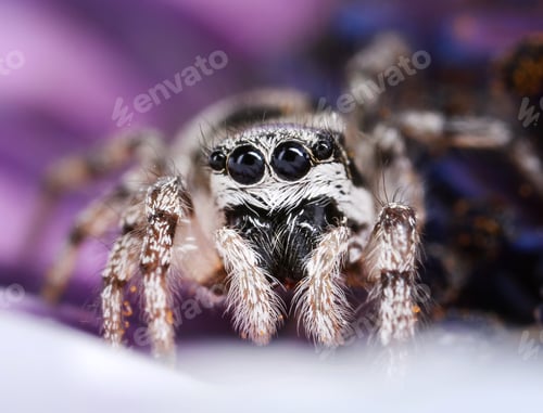 Preview: Extreme Close-up of a Small Jumping Spider