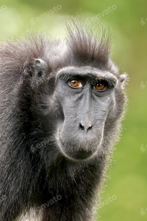 Preview: Close up view of Crested macaque (Macaca Nigra)