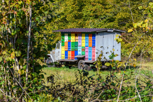 Preview: View of cassette pavilion berendey in the forest