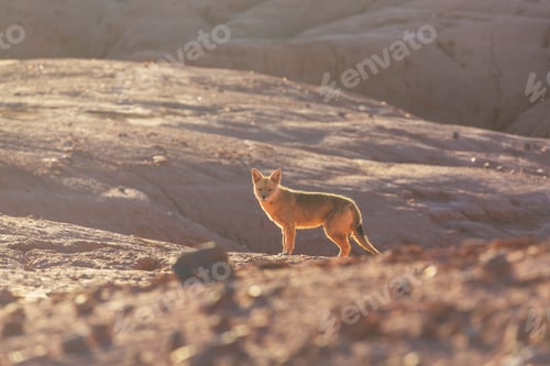 Preview: Fox in Patagonia