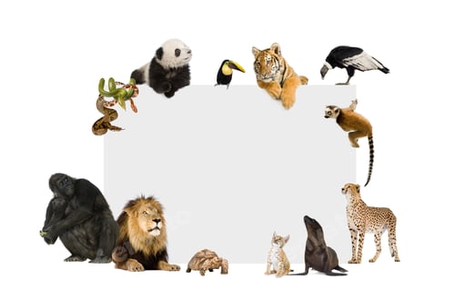 Preview: Group of wild animals around a blank poster