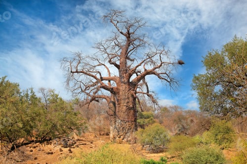 Preview: Large baobab tree - Kruger National Park