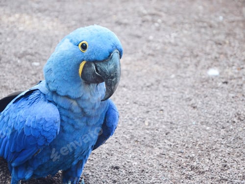 Preview: Closeup of a blue exotic parrot bird