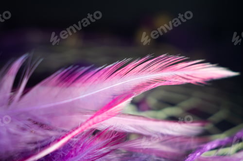 Preview: Beautiful shallow focus photo of a purple feather