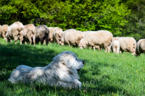 Preview: Sheepherd dog guarding sheeps grazing in Pieniny mountains in Poland at spring.