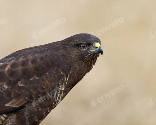 Preview: Common buzzard (Buteo buteo)